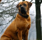 Tosa Inu - P�ij�m�me rezervace na TOP �t���tka