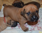 Boerboel �t��ata s PP - �pi�kov� rodi�e