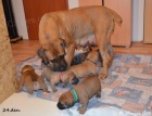 Boerboel �t��ata s PP - �pi�kov� rodi�e
