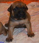 Boerboel �t��ata s PP - �pi�kov� rodi�e
