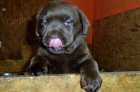 Labradorsk� retriever s PP- �okoladov�