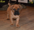 Boerboel �t��ata s PP - �pi�kov� rodi�e