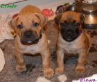 Boerboel �t��ata s PP - �pi�kov� rodi�e