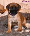 Boerboel �t��ata s PP - �pi�kov� rodi�e