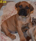 Boerboel �t��ata s PP - �pi�kov� rodi�e