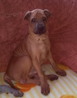 thajsk� ridgeback - �t���tka
