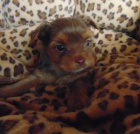 Yorkshire terrier - �t���tka s PP