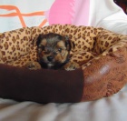 Yorkshire terrier - �t���tka s PP