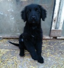 �t�n�tka Hovawart