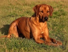 Rhod�sk� ridgeback - �t���tka s PP