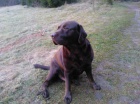 Labrador hn�d� na kryt�