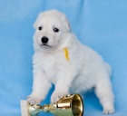 B�l� �v�carsk� ov��k - top �t���tka