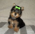 Jork��rsk� terrier s PP - fenka a pejsek