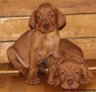 Ma�arsk� oha� kr�tkosrst� s PP