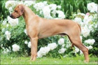 Rhod�sk� ridgeback