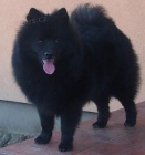 N�meck� �pic velk� �ern� prod�m kvalitn� �t��ata sPP