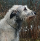 Irsk� vlkodav s PP - zad�me �t��ata