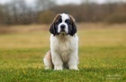 Svatobernardsk� pes /Bernard�n/