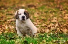 Svatobernardsk� pes /Bernard�n/