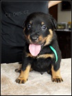 Beauceron - �t��ata sPP