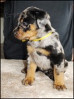 Beauceron - �t��ata sPP