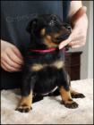 Beauceron - �t��ata sPP
