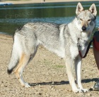 �t�n� �SV s PP k prodeji