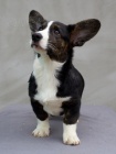 Welsh Corgi Cardigan - �t��ata, fenky