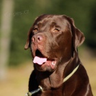 Labradosk� retr�vr nab�dka kryt�