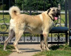 Anatolsk� pasteveck� pes - Kangal