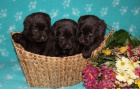 Labrador retriever tmav� �okol�dov� s PP