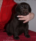 Labrador retriever tmav� �okol�dov� s PP