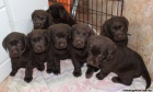 Labrador retriever tmav� �okol�dov� s PP