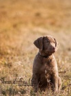 Voln� pejsek Chesapeake bay retrievera - s PP