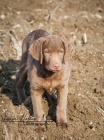 Voln� pejsek Chesapeake bay retrievera - s PP
