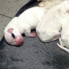 Argentinsk� doga �t���tka