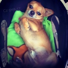 Kr�tkosrst� �ivava s PP ke kryt�