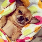 Kr�tkosrst� �ivava s PP ke kryt�