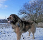 Kavkazsk� pasteveck� pes