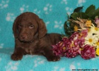 Chesapeake bay retriver �t�nata s PP