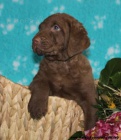 Chesapeake bay retriver �t�nata s PP