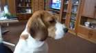 �t��ata beagle