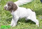 Italsk� spinone s PP