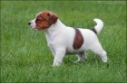 Jack Russell teri�r