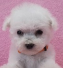 Bi�onek - bichon fris�