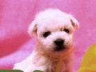 Bi�onek - bichon fris�