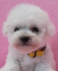 Bi�onek - bichon fris�