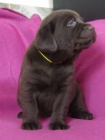 Labrador retriever - �okol�dov� �t���tka s PP