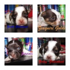 Jork��rsk� terrier biro