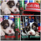 Jork��rsk� terrier biro